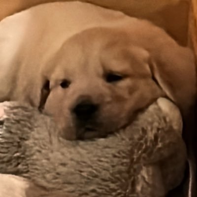 TryonTigers's profile picture. Retired NC Educator, Current fifth grade teacher, Husband, Dad, Coach, Golden Retriever Aficionado