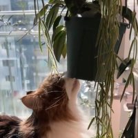 Lia🪴🐈 (@lime_lia) 's Twitter Profile Photo