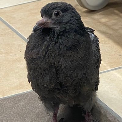 Nanahusi_LEN's profile picture. 狩猟免許(わな/網) 生物好き。 🐝@Moon__LEN