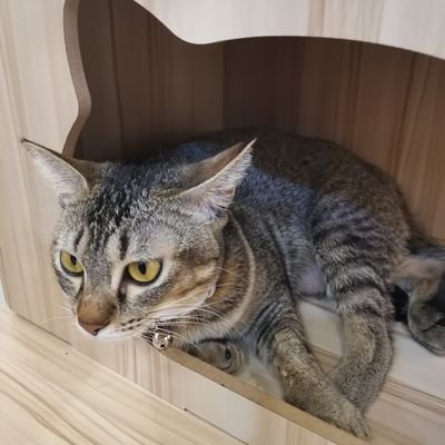 Kumo(君魔笑)龍嫲さんのプロフィール画像
