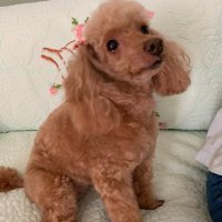 がんばれうーちゃん (@woochangoforit) 's Twitter Profile