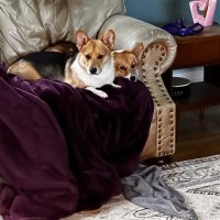 Kittymama (@jeniwhel) 's Twitter Profile