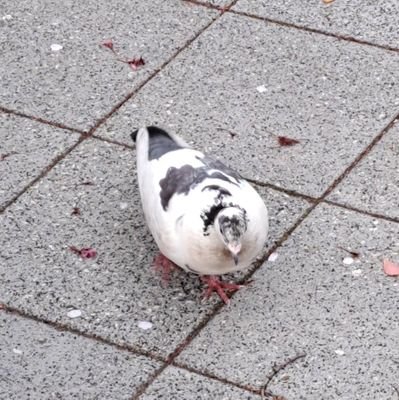 餅屋れぜさんのプロフィール画像