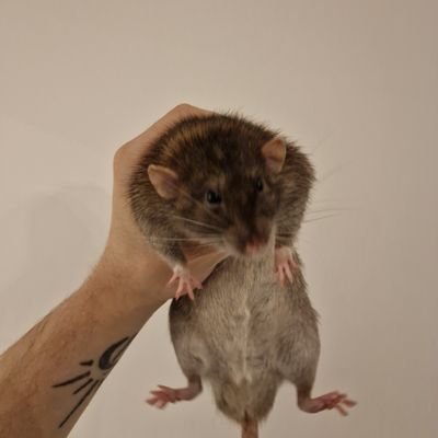 YHIEEDC's profile picture. 72 72 72 72
🔶️🇪🇺 LIB DEM SURGE

Rat