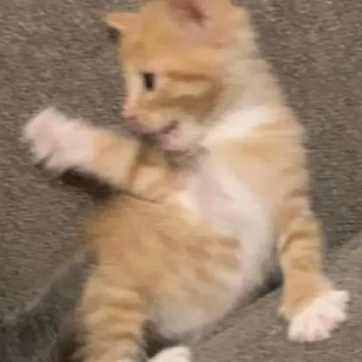 thicquebottom's profile picture. 🔞N🔞S🔞F🔞W🔞 ❥︎ғᴀᴛ✨