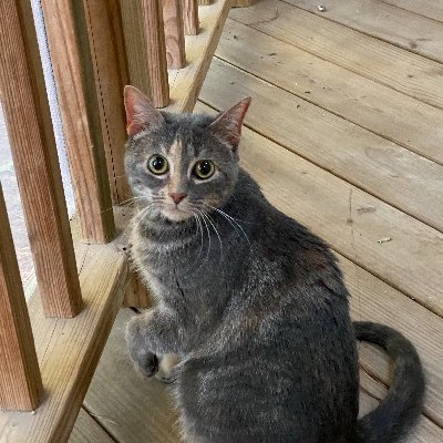 Lumbeeloo's profile picture. Seek Justice, Love Mercy, Walk Humbly