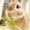 gogogo200615's profile picture. うさぎのゴゴちゃん(♀)です🐰2020.06.15〜 🍊色(？) ネザーランドドワーフ(MIX) 人間を世話する毎日🍓 ゴゴちゃんねる📺 https://t.co/9G8XMf4H8n