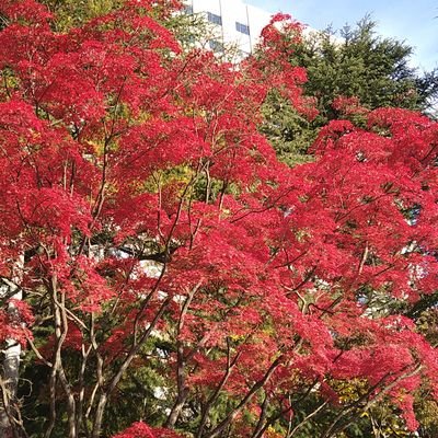 blue_orange24's profile picture. フロント/バックエンドエンジニアです！個人的にはフロントの方が好き🍁