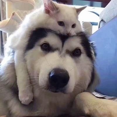 หม่าม้าน้องฟาง น้องเทียน นายน้อยสาม น้องหลิงหลิง น้องเฉินสือ ยัยเซียวเซ่อ😾 ลัทธิจองจิ๋ว จองคยองแท KDKT Only 🩵🩷+💛