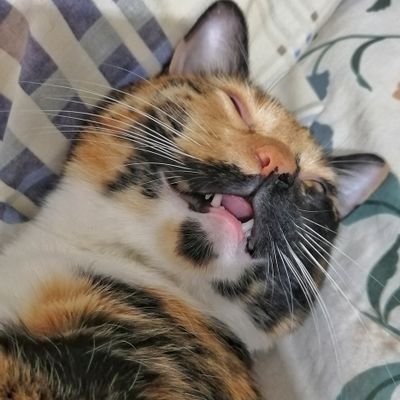 ElGatriarcado's profile picture. Fundamentalista d los😻,Ellie Goulding, Indie, Jodie Comer, Fletcher,Aurora y la alérgica a la pala Lana del Rey

Vichka🇧🇾 Masha🇷🇺Halep🇷🇴Saba🇧🇾Dasha🇷🇺