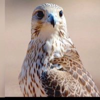 عبدالعزيز القصيّر (@al_tameme) 's Twitter Profile Photo