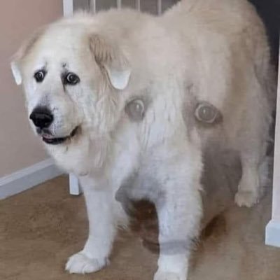 polyymorphh's profile picture. 