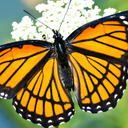 Eileen Butterfly - @EileenButt90501 - Twitter