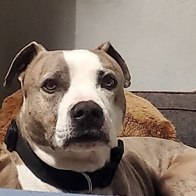 ReXXXtacy's profile picture. 18+ Vtuber, Twitch Streamer, Cohost of the Dim and Duller podcast.