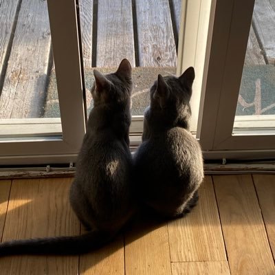 argyleluvr's profile picture. 