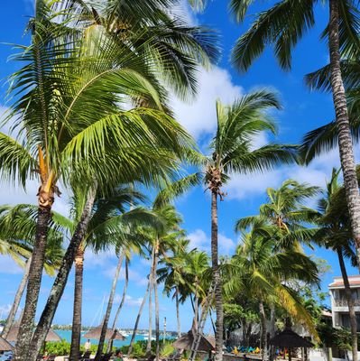 SiebritzMorne's profile picture. 