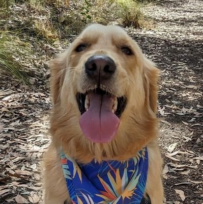 G'day! I'm Panko the golden retriever. I like car rides, walkies, the beach, stealing socks, snoozles, pats and snacks. All the snacks. Will you be my fren?