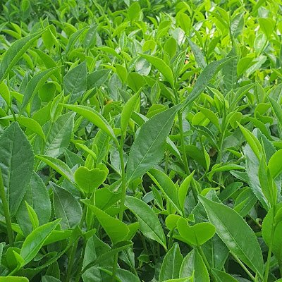 GoldtechPhu's profile picture. 