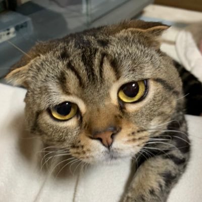 Webデザイナーさん向けに”コーディングのあれこれ”教えてます|ホームページ制作業💻|有名企業様のサイト制作実績多数あり|インボイス対応事業者📝|Web制作会社様、広告代理店様からのコーディング業務委託を多数対応中|デザイナーさん!そのデザイン、私にコーディングはお任せください✨|女優さんからもご指名いただいてます