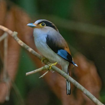 Lens lugger and learner-birder.   Check out new group “Thailand’s Birds and Wildlife” on Facebook