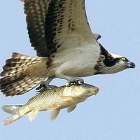 もりどん@吃音 (@5wwx1evkmzn3hsq) Twitter profile photo