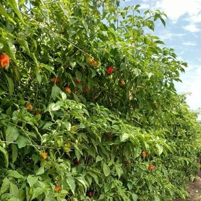 OyeyemiAdu1142's profile picture. Plant Doctor is a farm dedicated to providing top-quality plant products and consulting services to help individuals and businesses grow healthy vibrant plants.