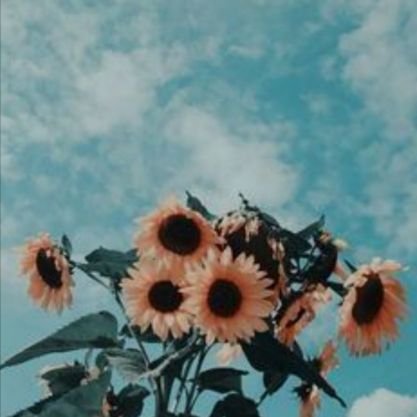 clara_no_miente's profile picture. 