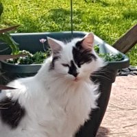 Lady Charlie says 🇨🇰 3.5% 🐝 💙(@HarveyFirestone) 's Twitter Profile Photo