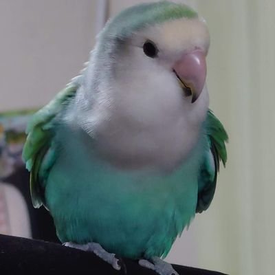 825korisu's profile picture. オカメインコノーマル　もずく
オカメインコホワイトフェイス　しらす
コザクラインコ　ぽんず
うちの子3羽を中心に時々野鳥、たまに日常を投稿します。
鳥のすてきなところが伝わりますように。