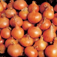 British Onions Producer Association(@BritishOnions) 's Twitter Profile Photo