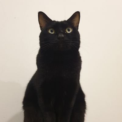tablovemeat's profile picture. Maybe from dimension C-137 🛰️🚀