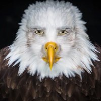 Electoral Eagle(@ElectoralEagle) 's Twitter Profile Photo