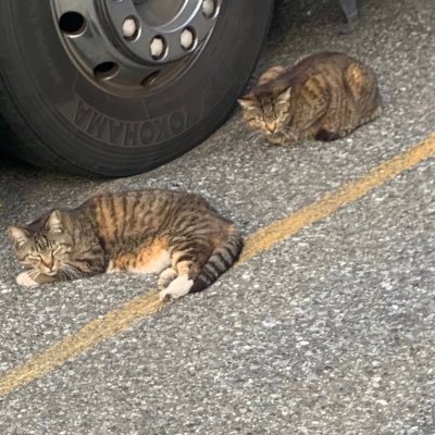 小梅ちゃんと墓場で運動会。ホロライブハマり気味