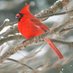 Hyde Park (@hydeparkbirds) Twitter profile photo Hyde Park (@hydeparkbirds) Twitter profile photo
