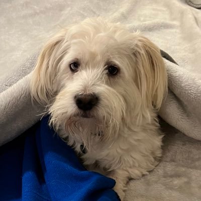 Cotswoldsnest's profile picture. 