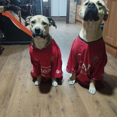 noquedabanidios's profile picture. 