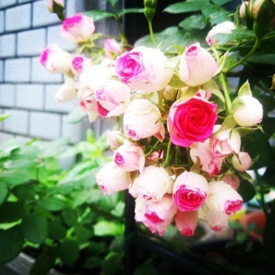 区块链爱好者，爱种花，爱画画，爱唱歌https://t.co/RLI4PhWOxo