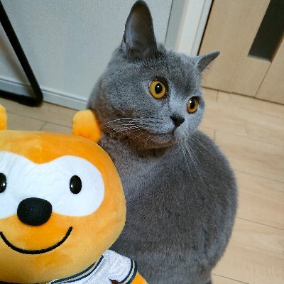 別名シン・タナカ

猫とお酒とバファローズ、時々ヲタク

愛猫ブリティッシュショートヘア
おでん🍢

スタンド ハイエロファント・グリーン