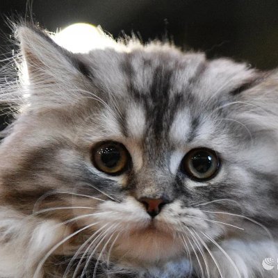 Evgenij59553942's profile picture. $WELL