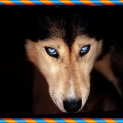 Huskydog933 Profile Picture