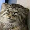 katze_kot's profile picture. 