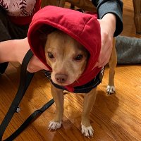 SaltyScot (@saltyscots) 's Twitter Profile