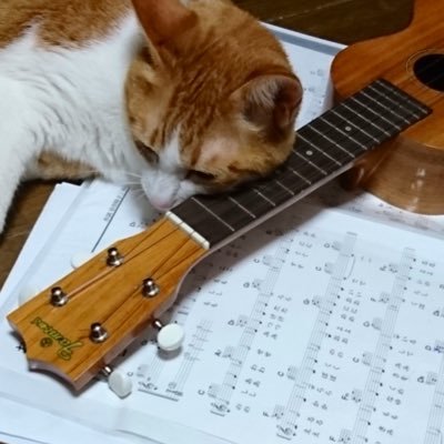 音楽大好き。ウクレレ弾き語りで活動してます🙋‍♀️    advance/君は猫が好き🐈