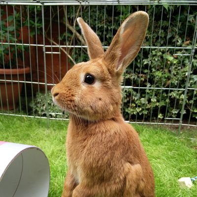 Lilly went OTRB  on 15.06.14 after 3 special years with my family. Biggest feet & longest ears in N.E. Worcestershire 2014. Willow now tweets on our behalf.