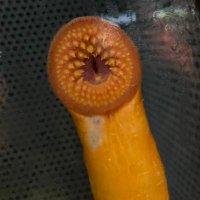 alien_colonizer_RESEARCH (@drferggie) 's Twitter Profile
