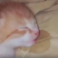 vitoria (@mano_vitoria05) 's Twitter Profile