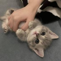 Cherry (@babecherry0011) 's Twitter Profile