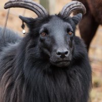 blah blah black sheep(@blackwolfsheep) 's Twitter Profile Photo