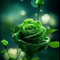 Talal alomrani💎 (@greeen_lion) 's Twitter Profile Photo Talal alomrani💎 (@greeen_lion) 's Twitter Profile Photo