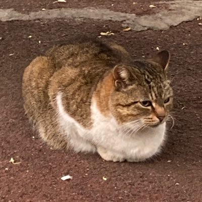 vo2raku's profile picture. 都内在住webエンジニア5年目／Python／PHP(Laravel)／Vue.js(Nuxt.js)／react(Next.js)勉強中／情報収集が主目的なのであまり呟かないかもしれません……